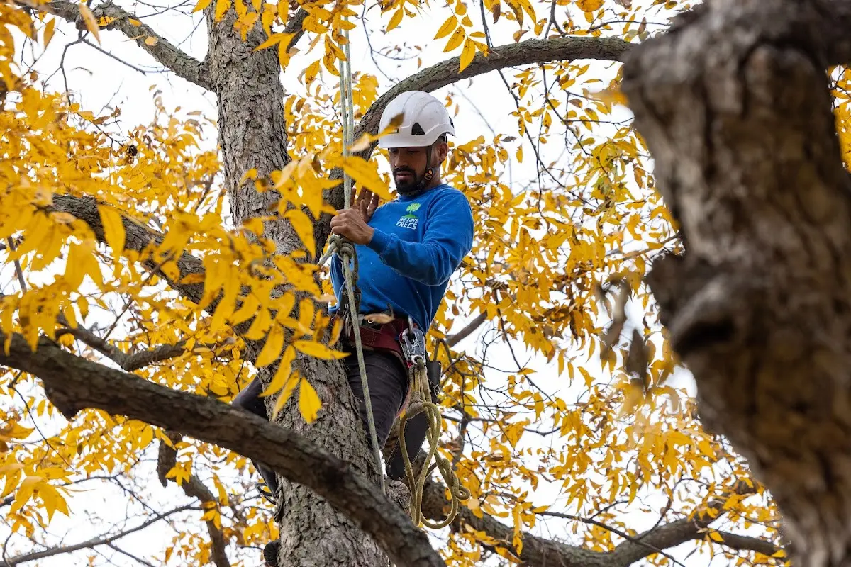 Skilled Tree Planing crew working in Georgetown